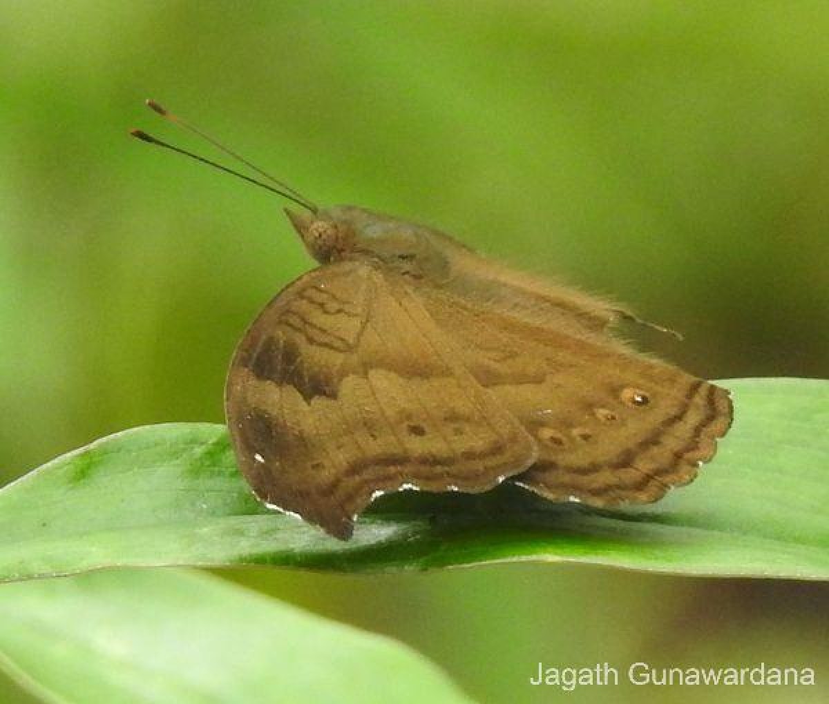 Junonia iphita Cramer, 1779